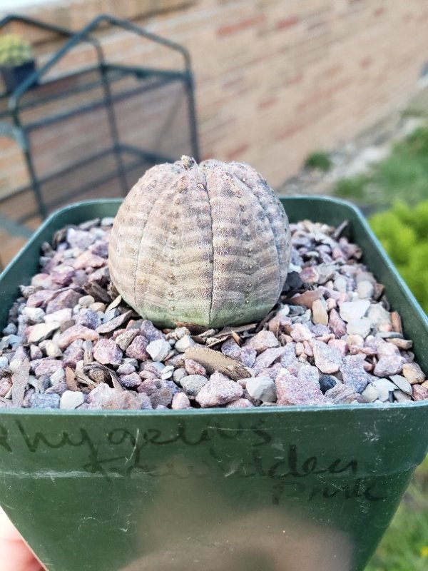 E. obesa now plump again, no more concave sides