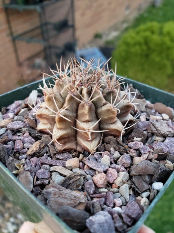 G. friedrichii(?). Saw some flowerbuds starting to develop