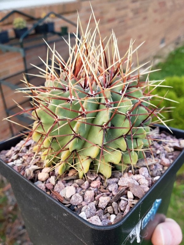 P. buiningii - one of my absolute favorites showing off those amazing tricolored spines