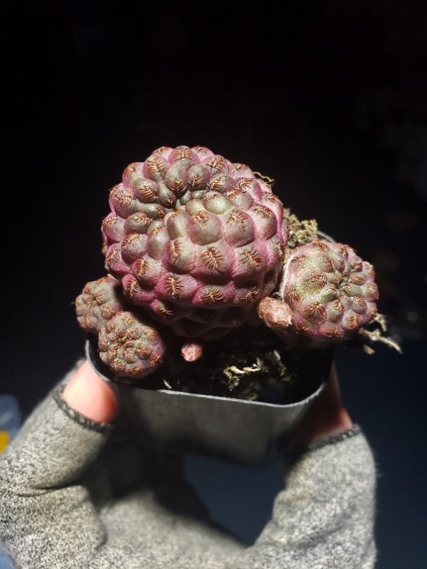 S. rauschii f. violacidermis - Form 1