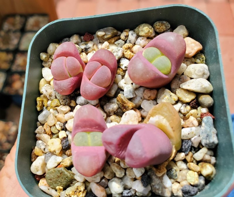 Lithops