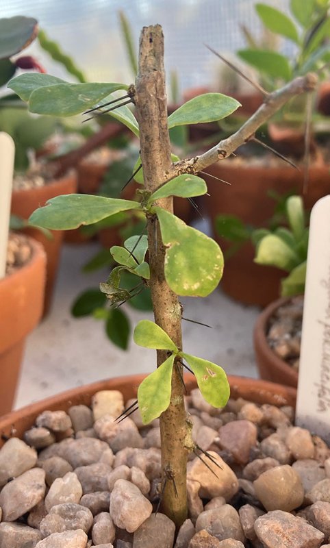 Leuenbergeria portualcifolia