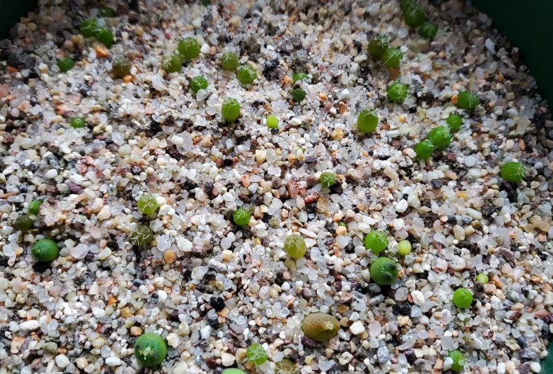 seedlings