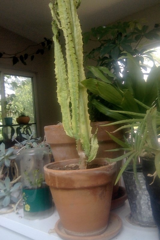 cactus 1.jpg