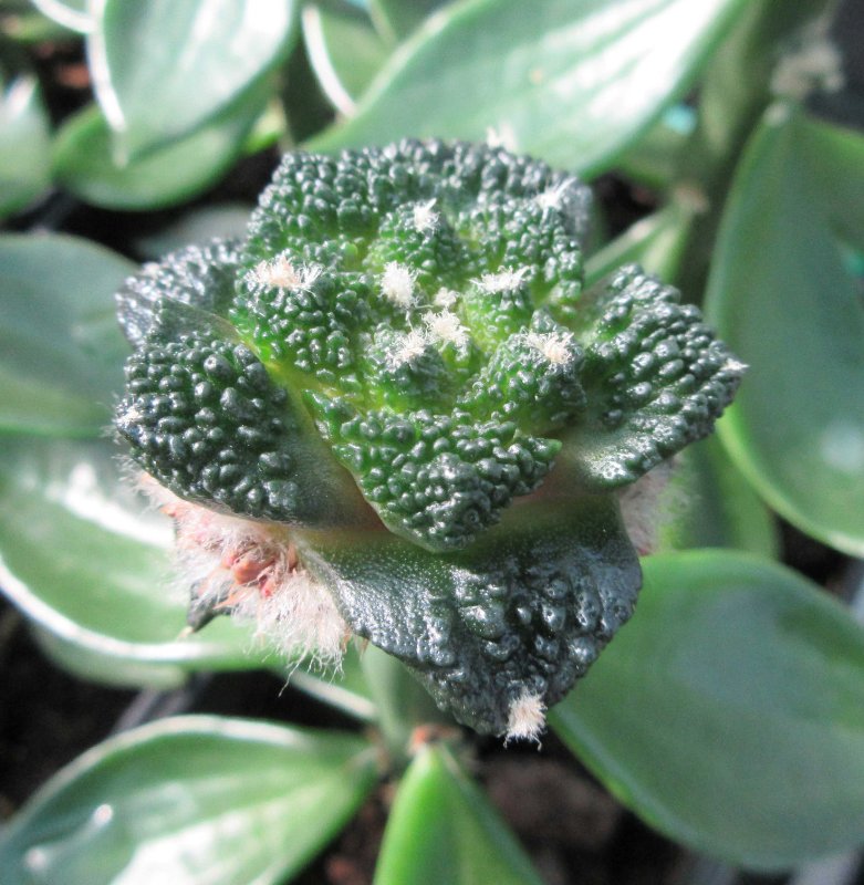 A. fissuratus cv godzilla with flowering buds