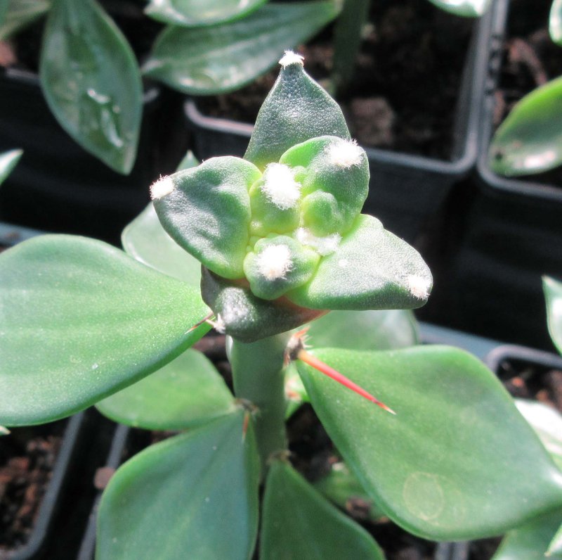 A. retusus v furfuraceus cv Suguri cauliflower