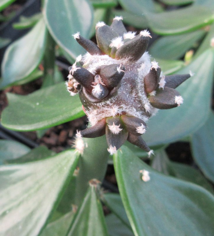 A. retusus v furfuraceus cv Suguri cauliflower