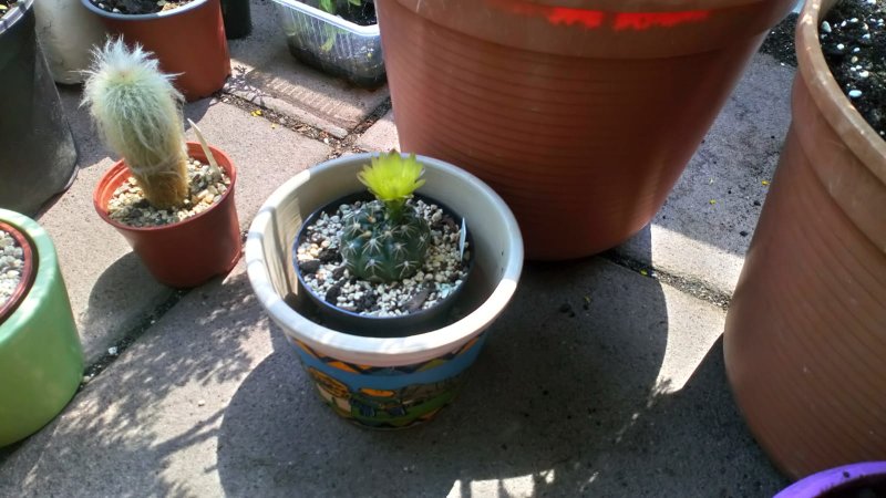 Gymnocalycium uruguayense