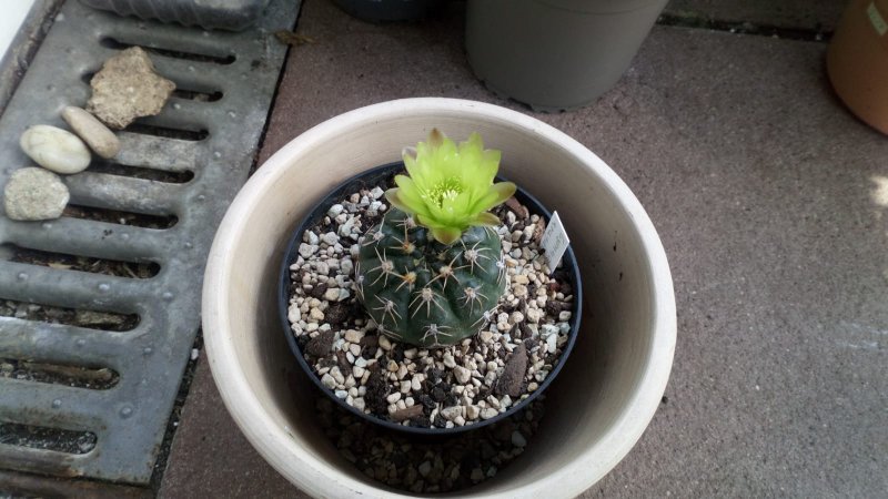 Gymnocalycium uruguayense