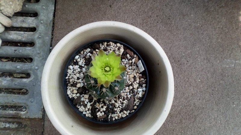 Gymnocalycium uruguayense