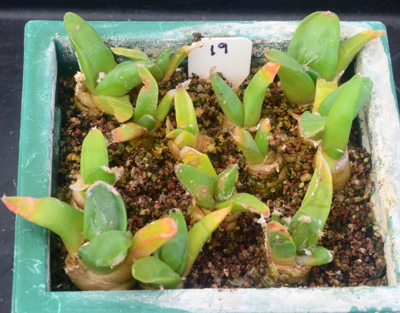 A. retusus v furfuraceus cv Suguri cauliflower