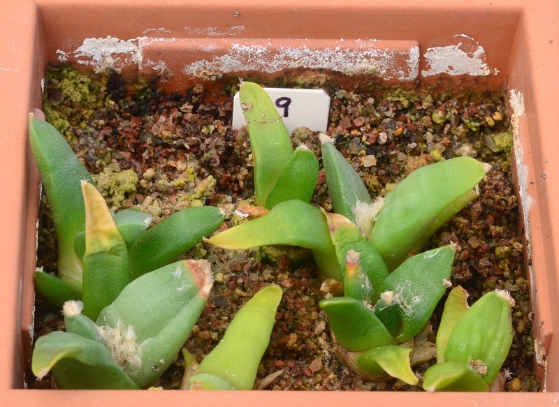 A. retusus v furfuraceus cv Suguri cauliflower