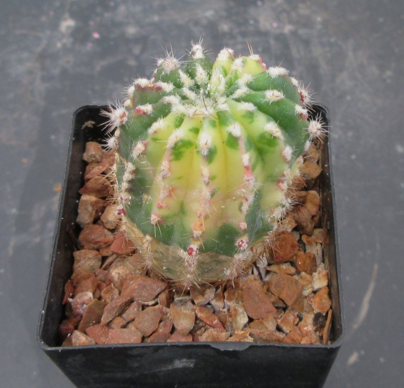 Variegated echinopsis