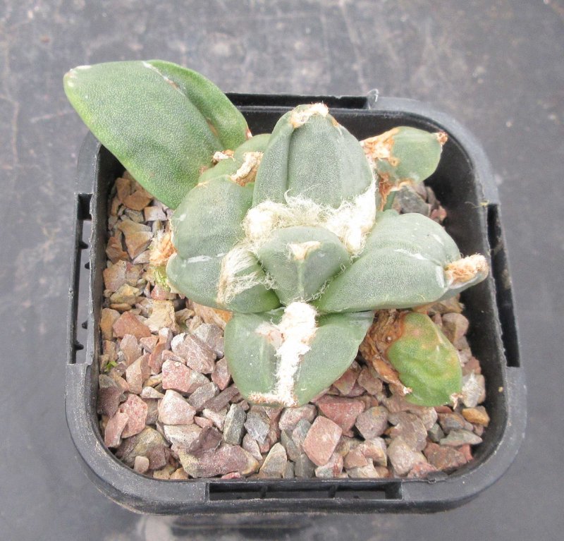 A. retusus cv duofingers