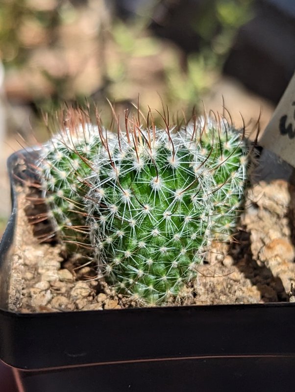 Stenocactus2.jpg