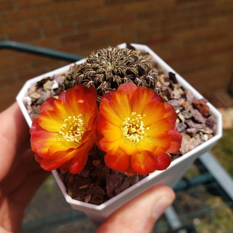 Rebutia caniguerallii.jpg