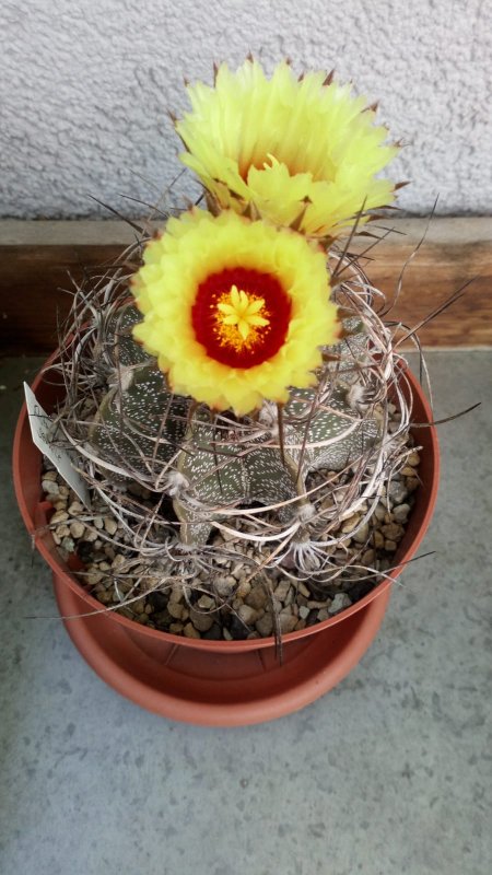 Astrophytum Senile.jpg