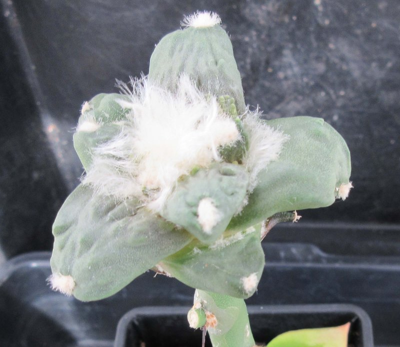 A. hybrid, godzilla x cauliflower