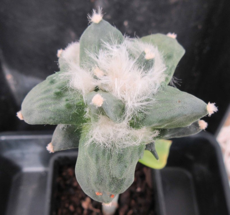 A. hybrid, godzilla x cauliflower
