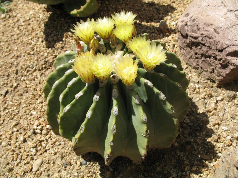 Ferocactus glaucescens f. inermis