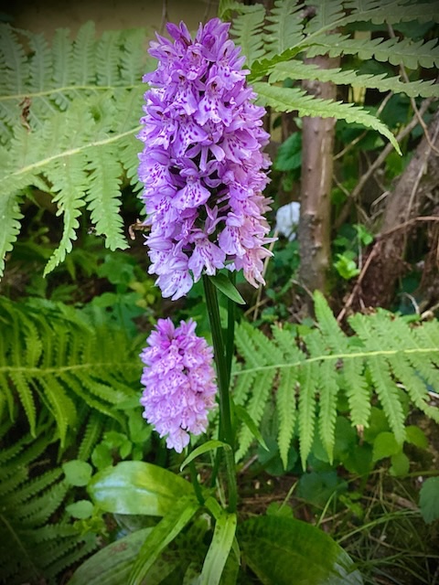 Native orchid