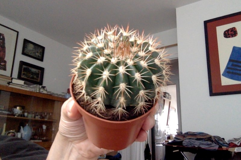 unknown cactus