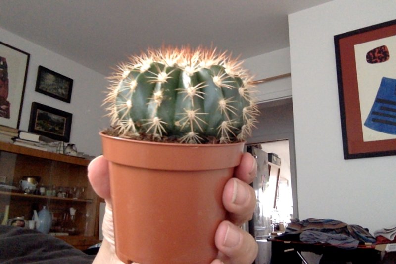 unknown cactus