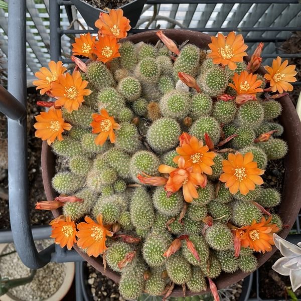 Rebutia fabrisii