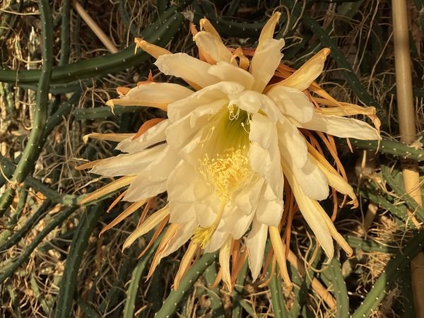 Selenicereus grandiflorus with the evening sun shining into it