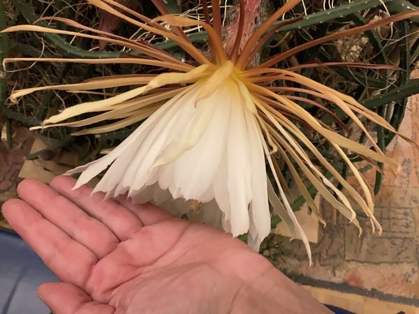 Selenicereus grandiflorus -- I wear gloves size 8 (Germany), so I have quite big hands