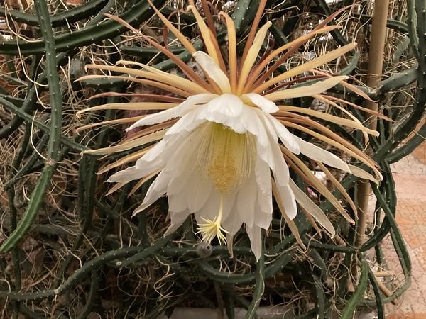 Selenicereus grandiflorus