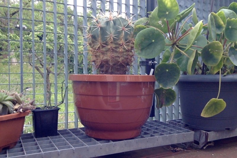 Fero. histrix proudly enjoying his BIG pot :lol: