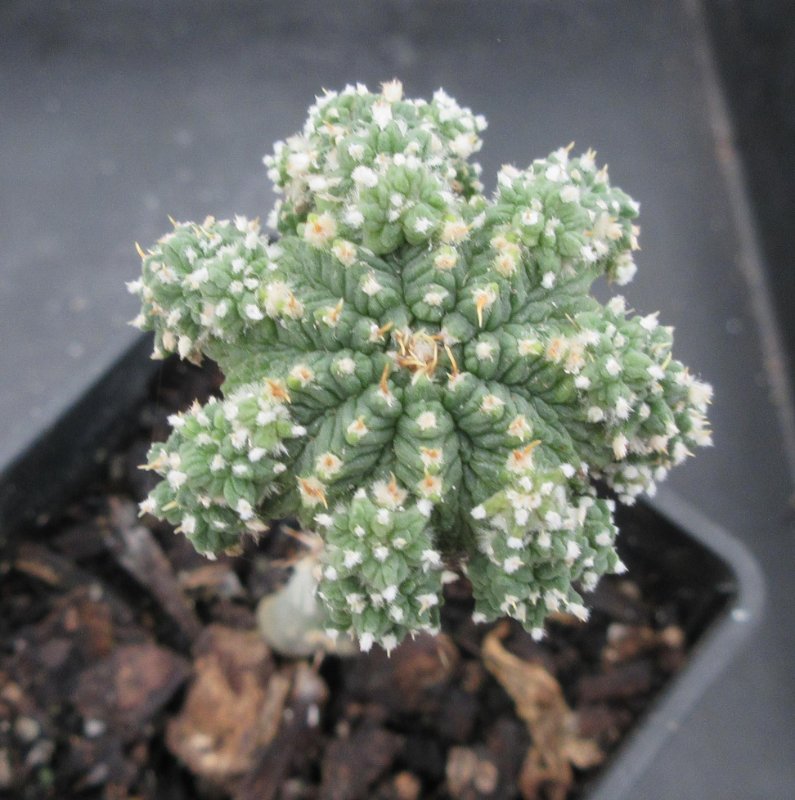 Aztekium ritteri