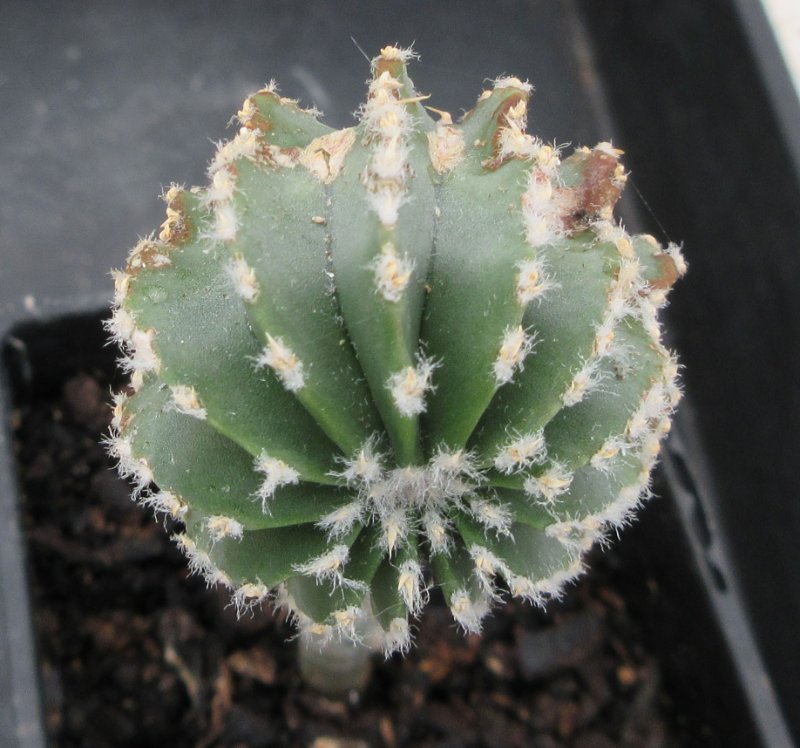 Geohintonia mexicana