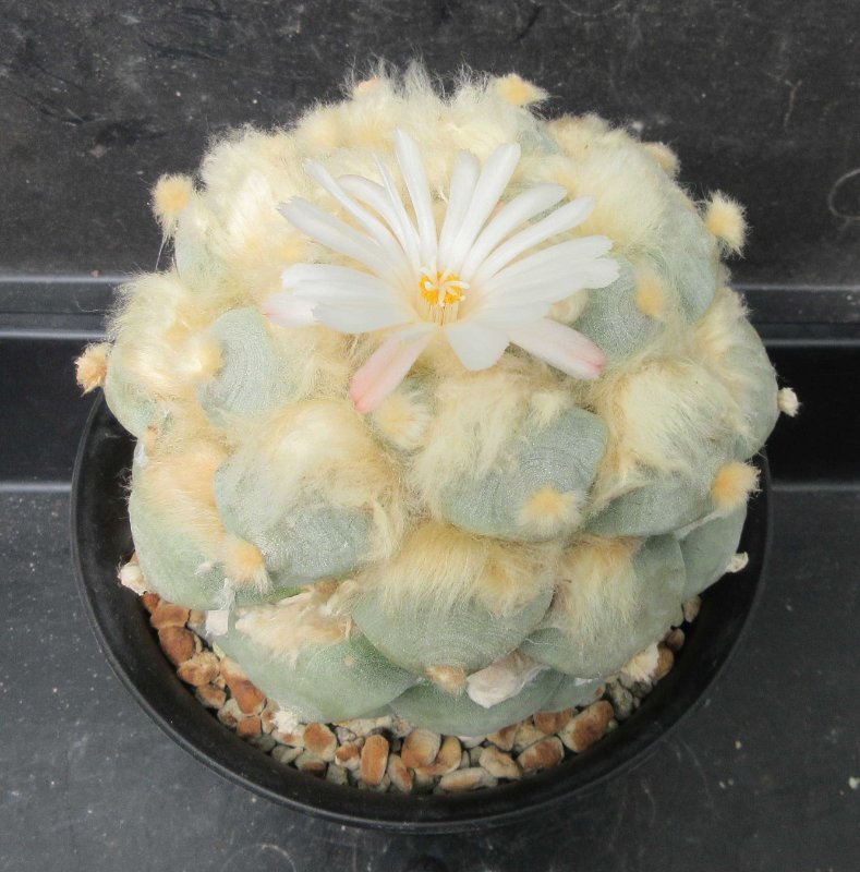 A. retusus v furfuraceus cv Daruma Seiji