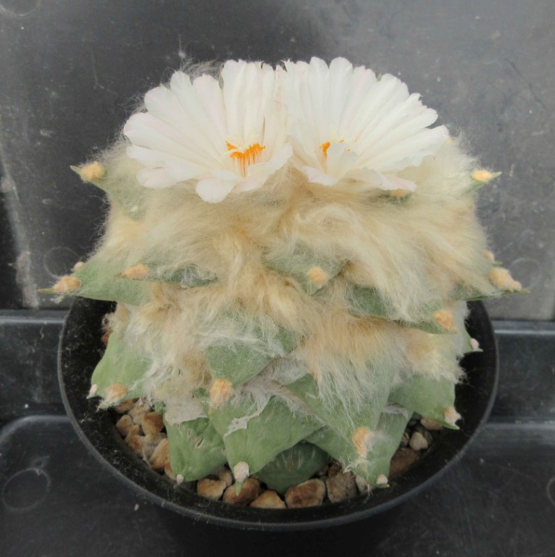 A. retusus v furfuraceus