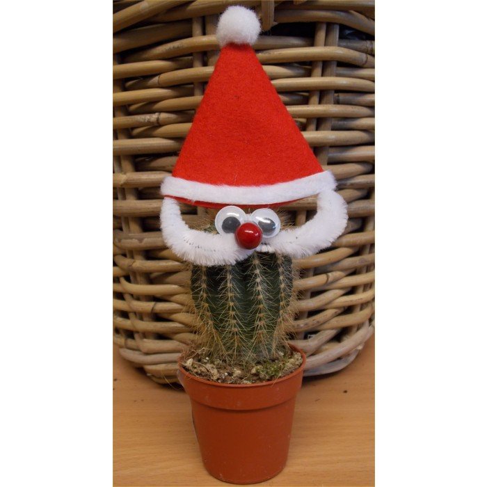 santa-cactus-b6b.jpg
