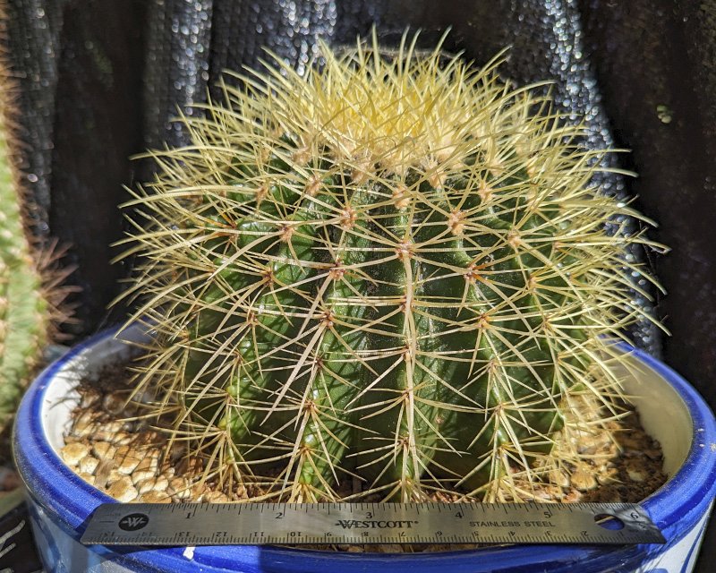 Echinocactus grusonii big.jpg