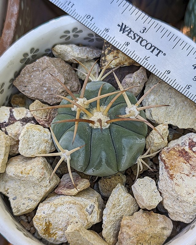 Echinocactus horizonthalonius.jpg