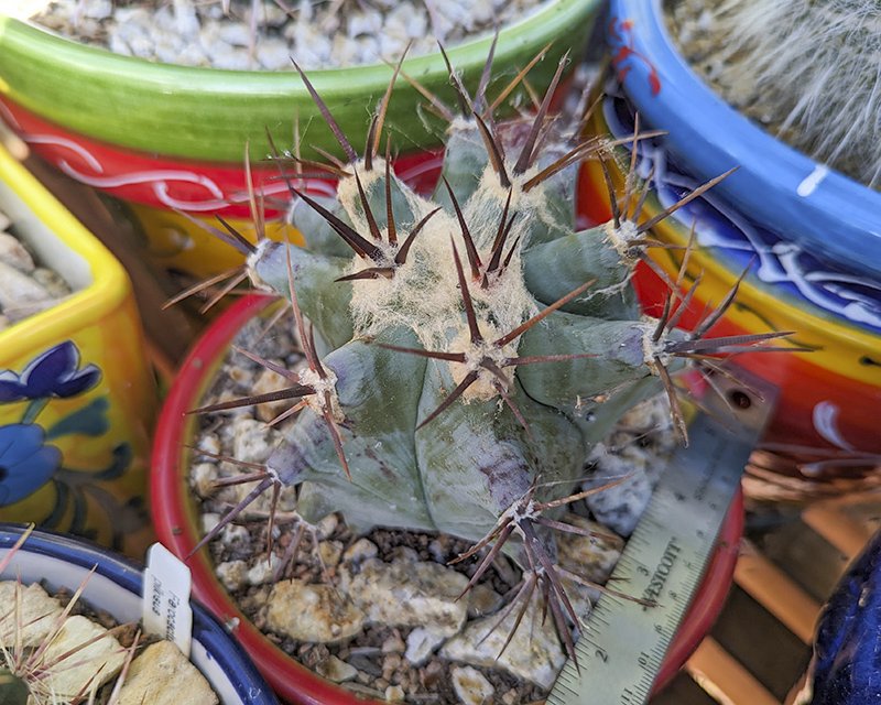 Echinocactus platyacanthus.jpg