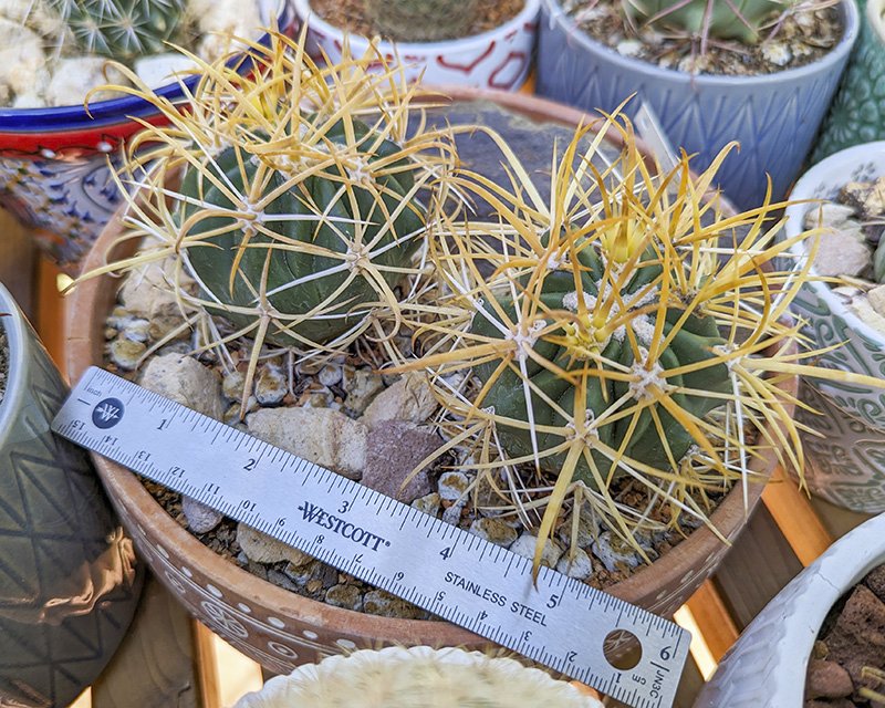 Ferocactus chrysacanthus.jpg