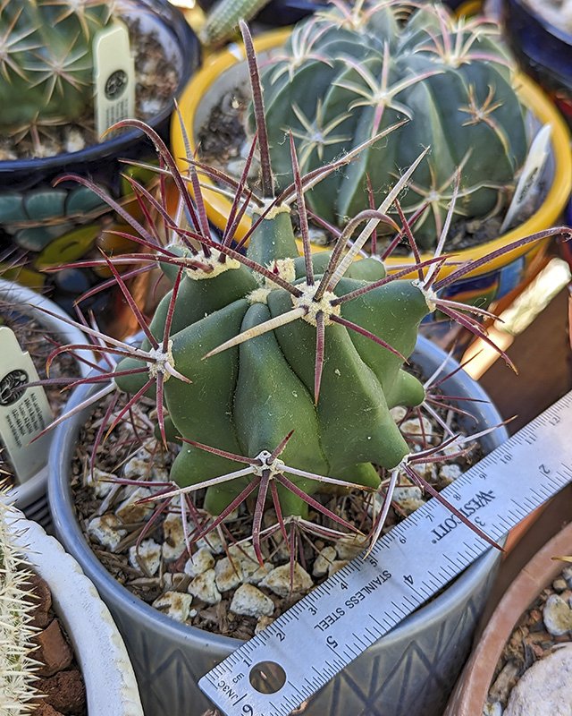 Ferocactus emoryi.jpg