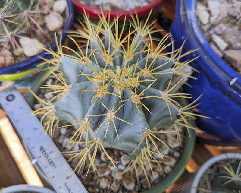 Ferocactus glaucescens.jpg