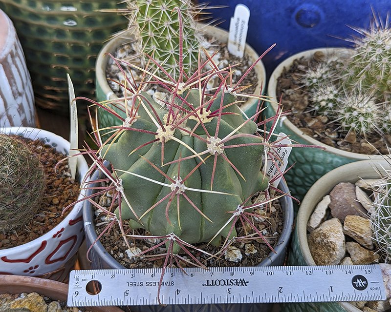 Ferocactus gracilis ssp coloratus.jpg