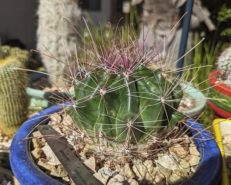 Ferocactus hamatacanthus.jpg