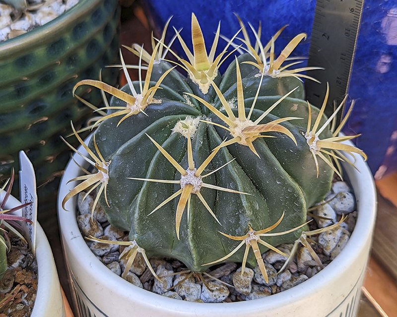 Ferocactus latispinus 1.jpg