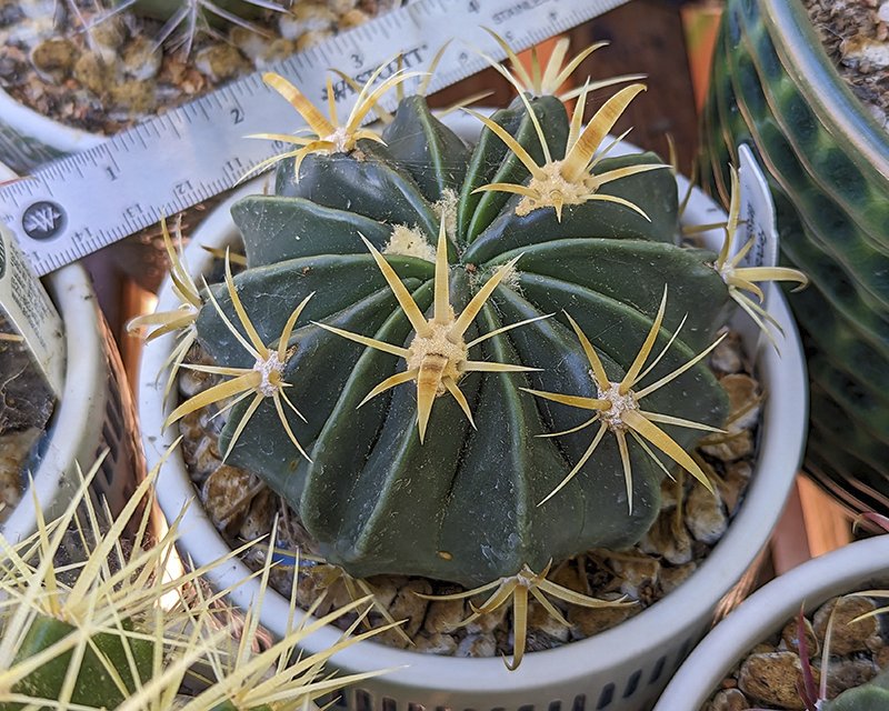 Ferocactus latispinus 2.jpg