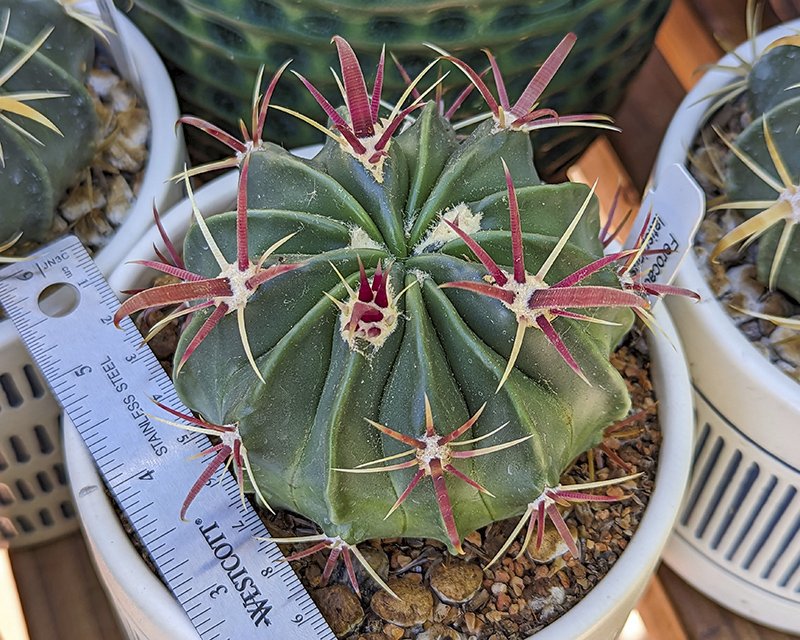 Ferocactus latispinus 3.jpg