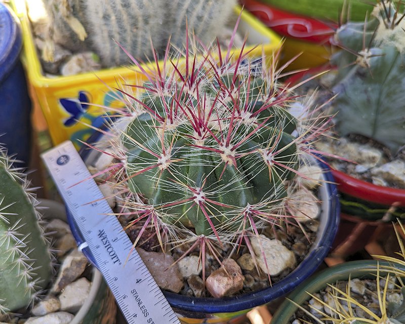 Ferocactus pilosus.jpg