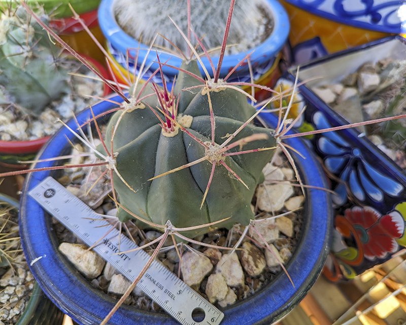 Ferocactus rectispinus.jpg